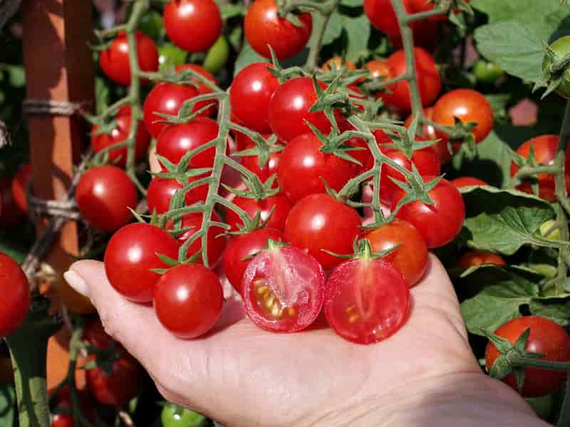 قیمت خرید گوجه فرنگی مینیاتوری خوشه ای در تره بار پایتخت