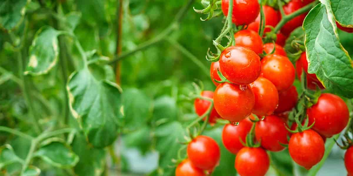 platt-hill-garden-vegetables-fruits-for-beginners-cherry-tomatoes