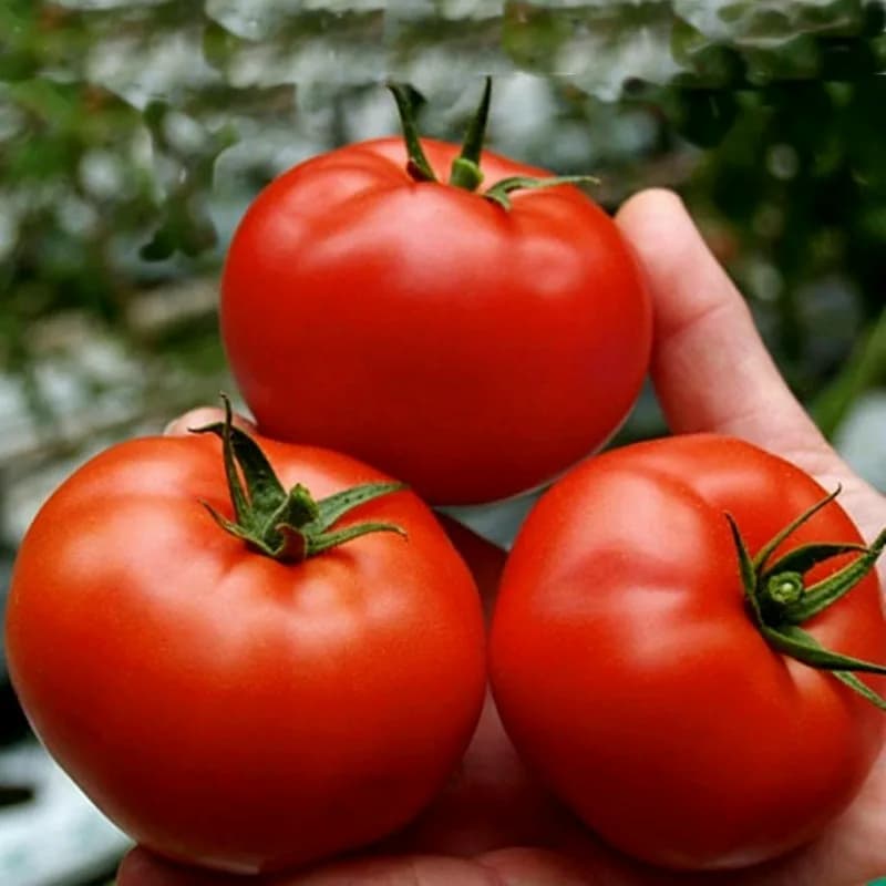 خرید عمده گوجه فرنگی دستچین شده ارگانیک از مراکز معتبر
