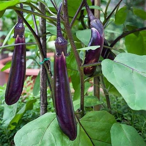 long-purple-eggplant-plant