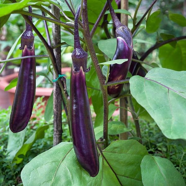 ping-tung-long-eggplant_LRG2