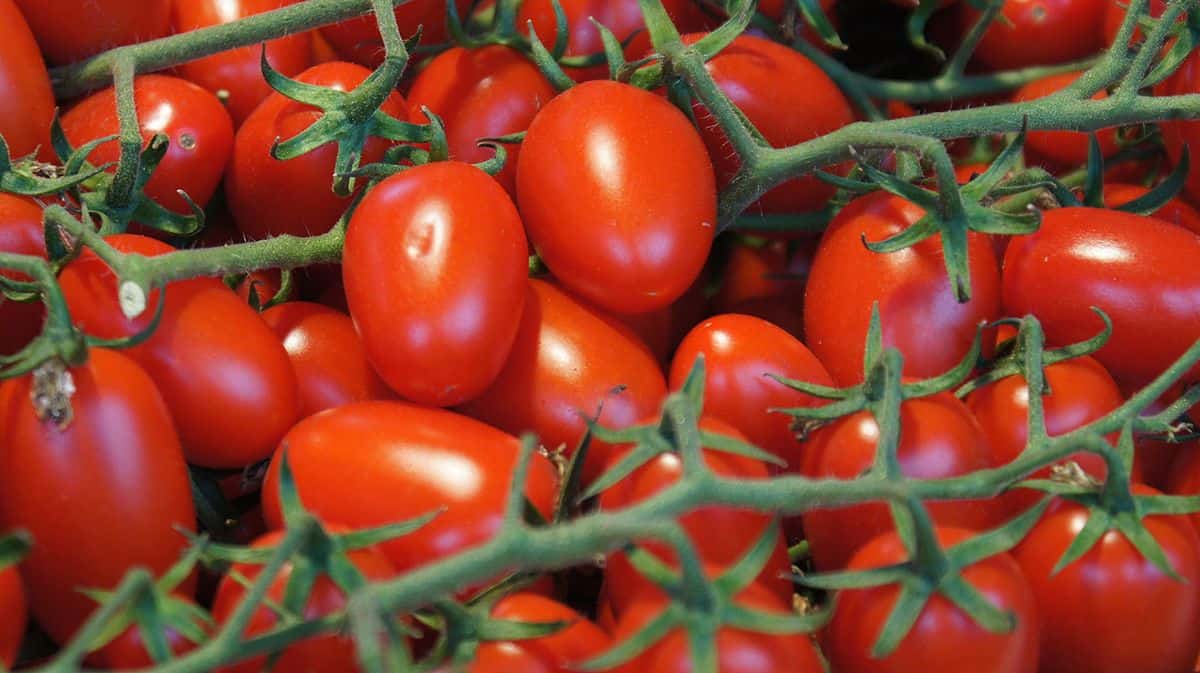 فروش ویژه گوجه فرنگی ریز گلخانه ای با بهترین کیفیت