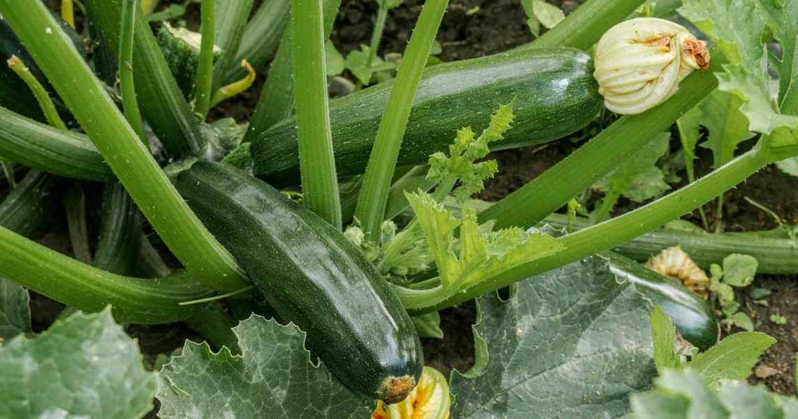 How-to-Plant-and-Grow-Zucchini-Squash-FB