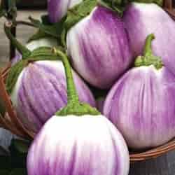 aubergine-eggplant-seeds-rosa-bianca