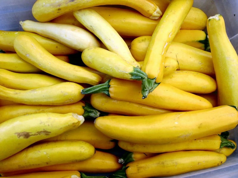 1738_yellow-zucchini