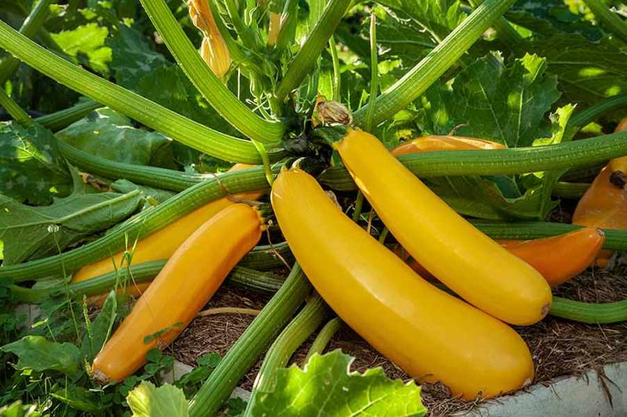 Golden-Zucchini-Growing-in-the-Garden-Cover