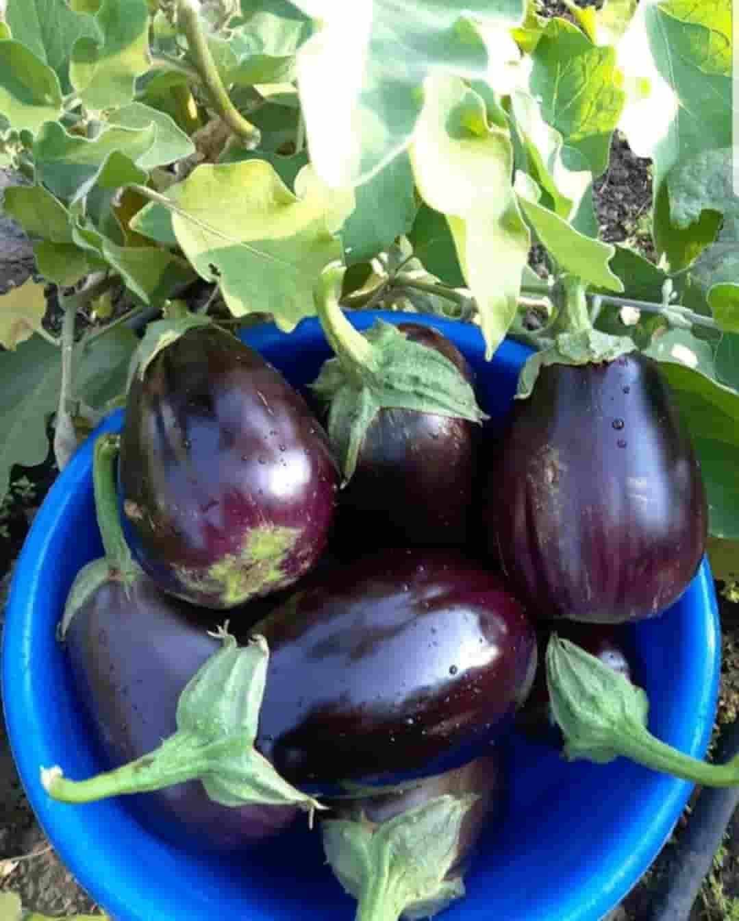 eggplant_2_1574868771 (1)