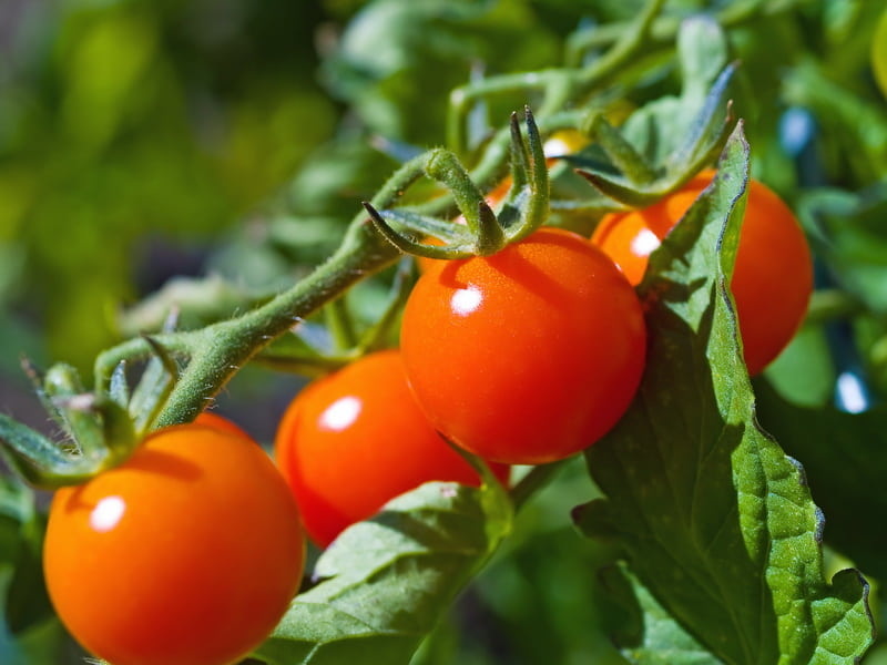 فروش مستقیم گوجه فرنگی کیلویی با تضمین کیفیت