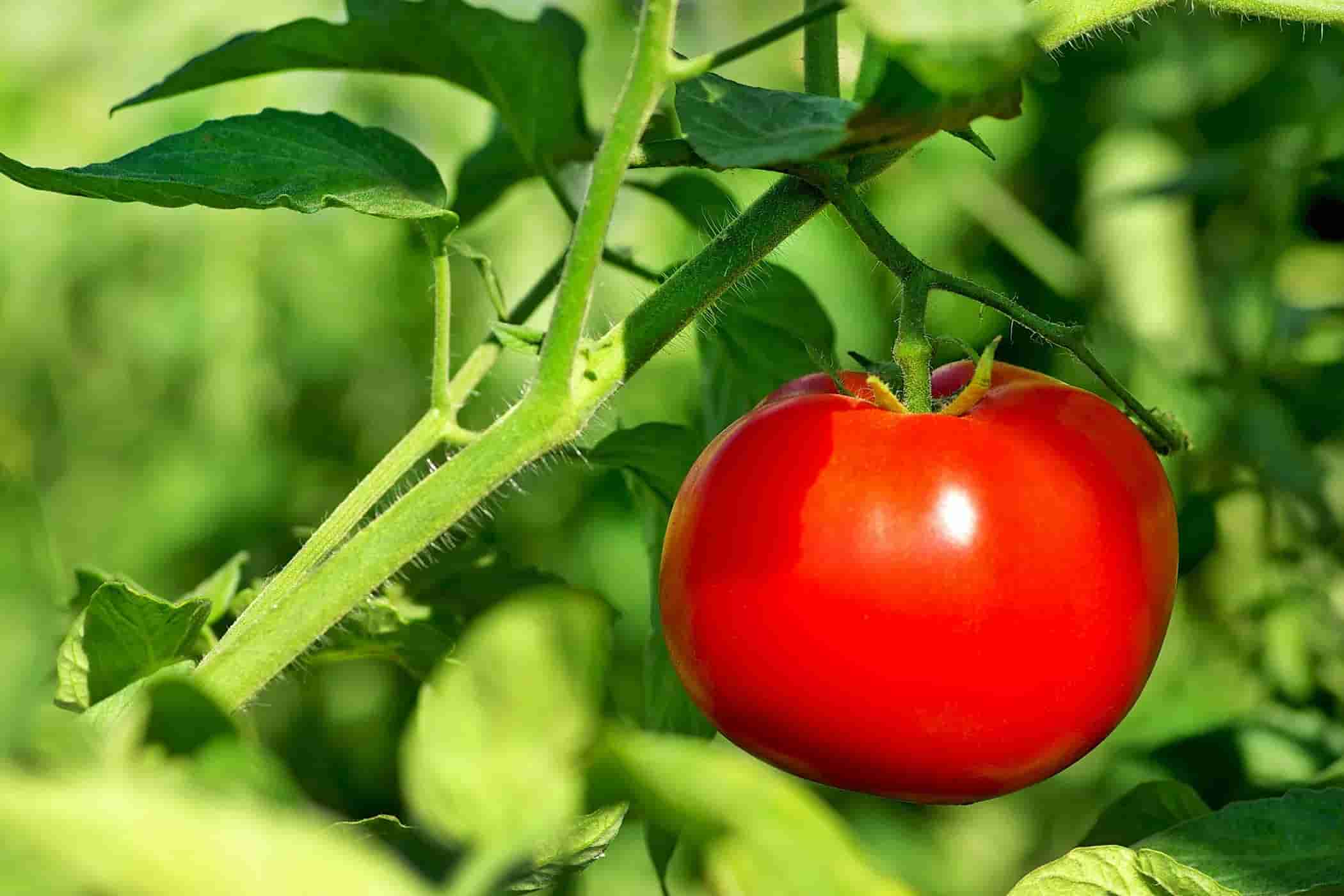 tomato-plant-1