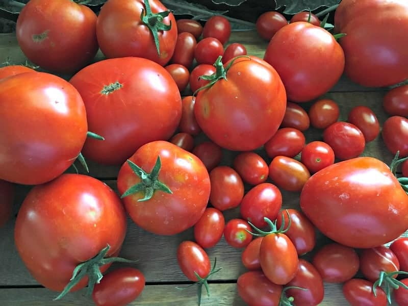 فروش گوجه فرنگی کیفیت ممتاز جهت صادرات