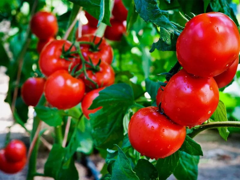 tomaty-bornaya-kislota-dlya-tomatov