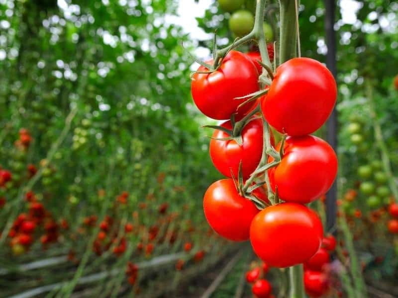 can-you-grow-tomatoes-all-year-in-a-greenhouse