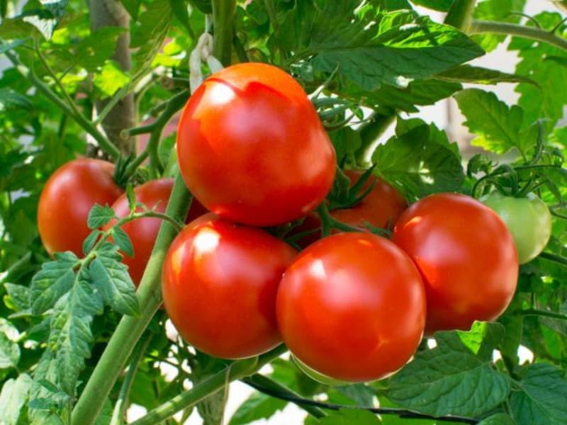 Tomatoes (2)