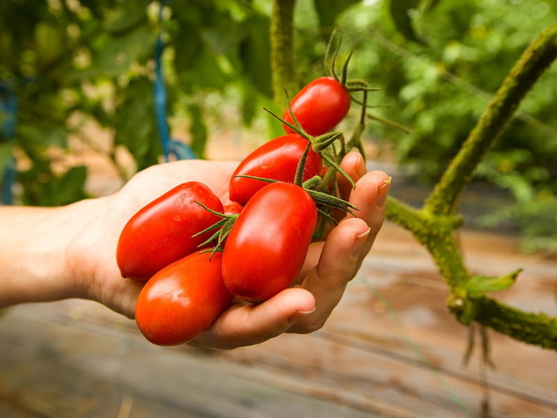 ingredients-tomatoes-in-hand-wikipedia-USDA-4x3