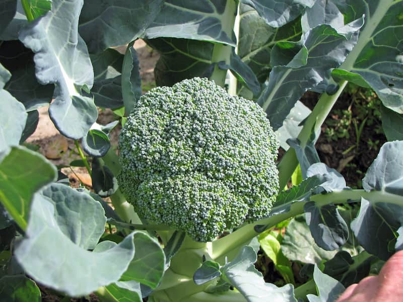 broccoli-main-head-forming-1536x1152