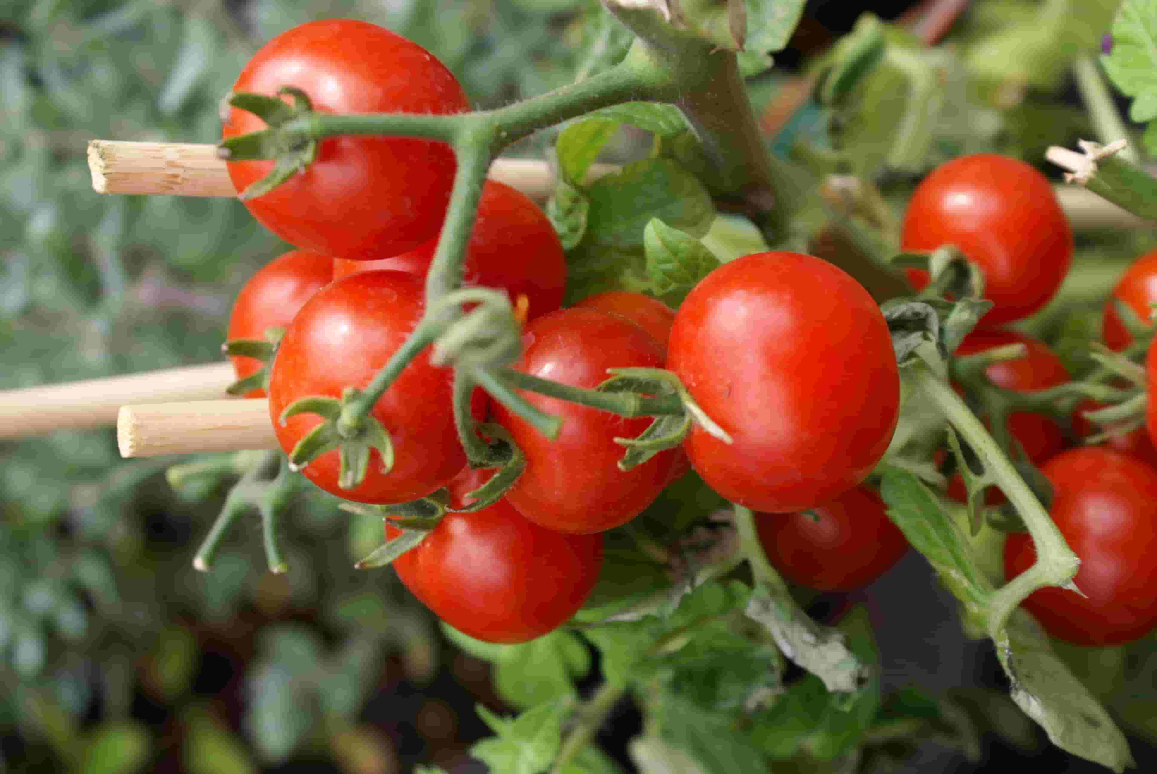 Cherry-Tomatoes-Wallpaper-For-IPhone