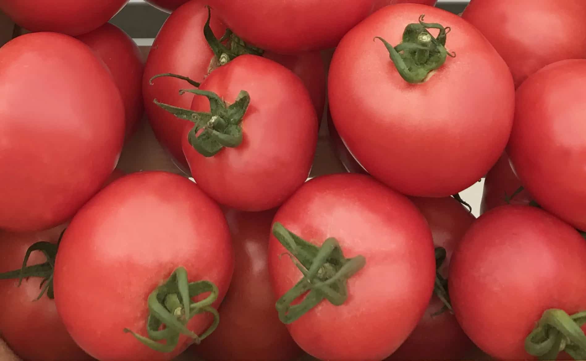 خرید ارزان گوجه فرنگی کبابی شیرین با بهترین کیفیت
