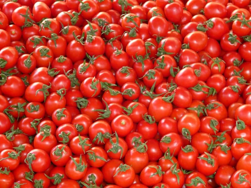 خرید انواع گوجه فرنگی ارگانیک با قیمت مناسب وبهترین کیفیت