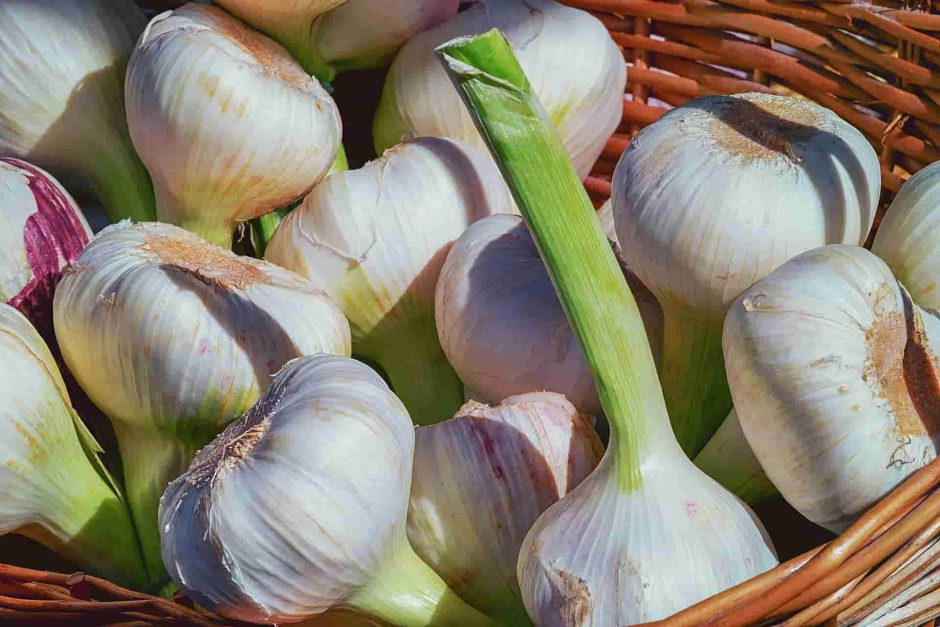 Basket-of-Garlic