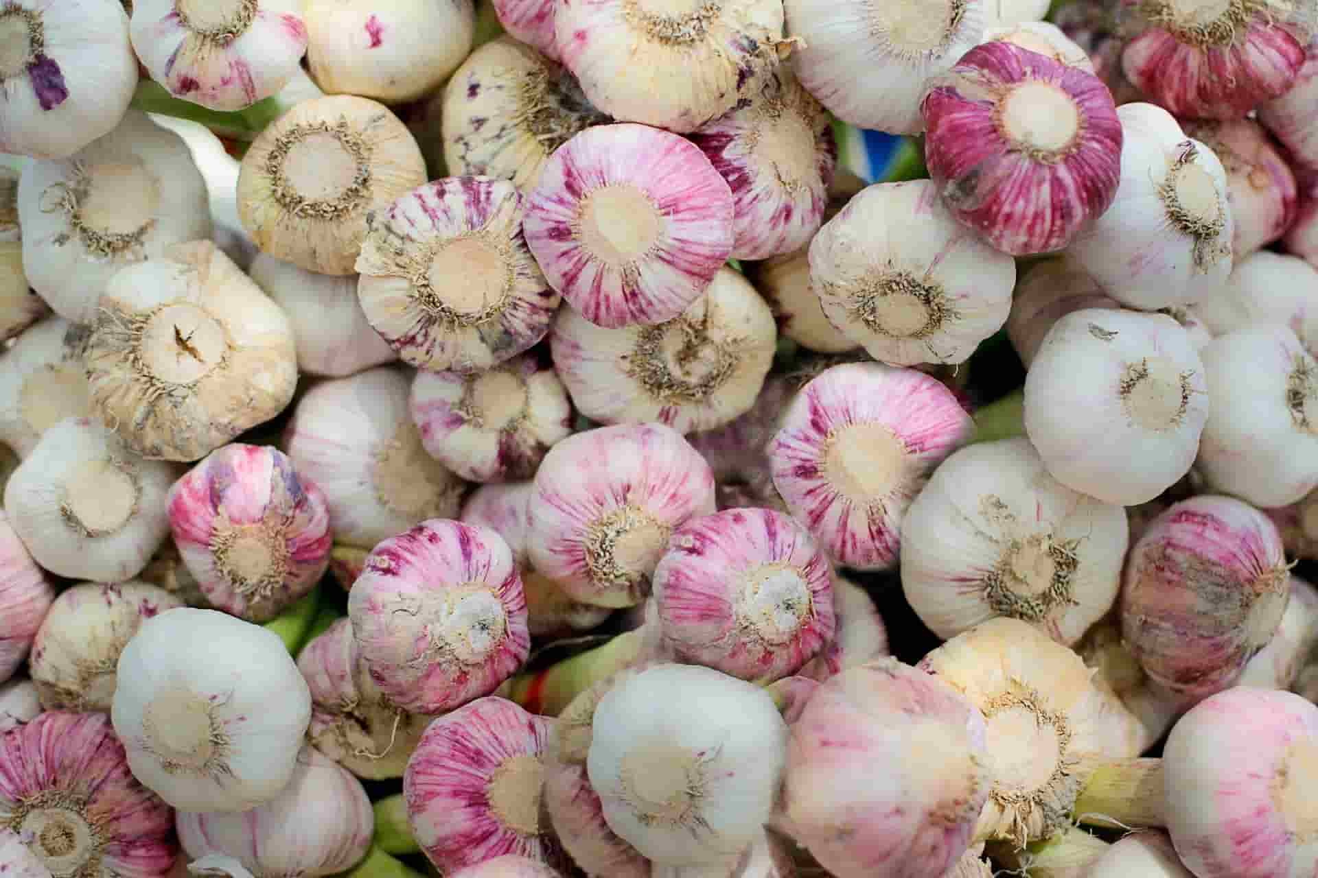 bunch-of-garlic-2