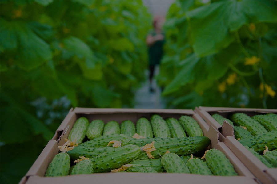 Produce-Packaging-Greenhouse-Cucumbers
