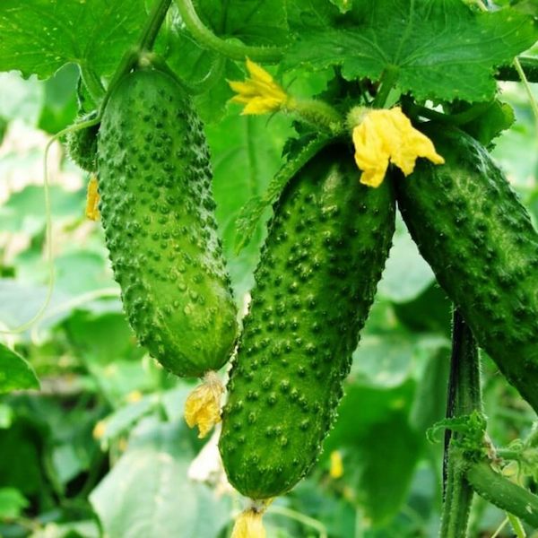 cucumber-seeds-palanka-gherkin