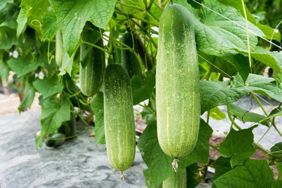 IS-Cucumber-Plant