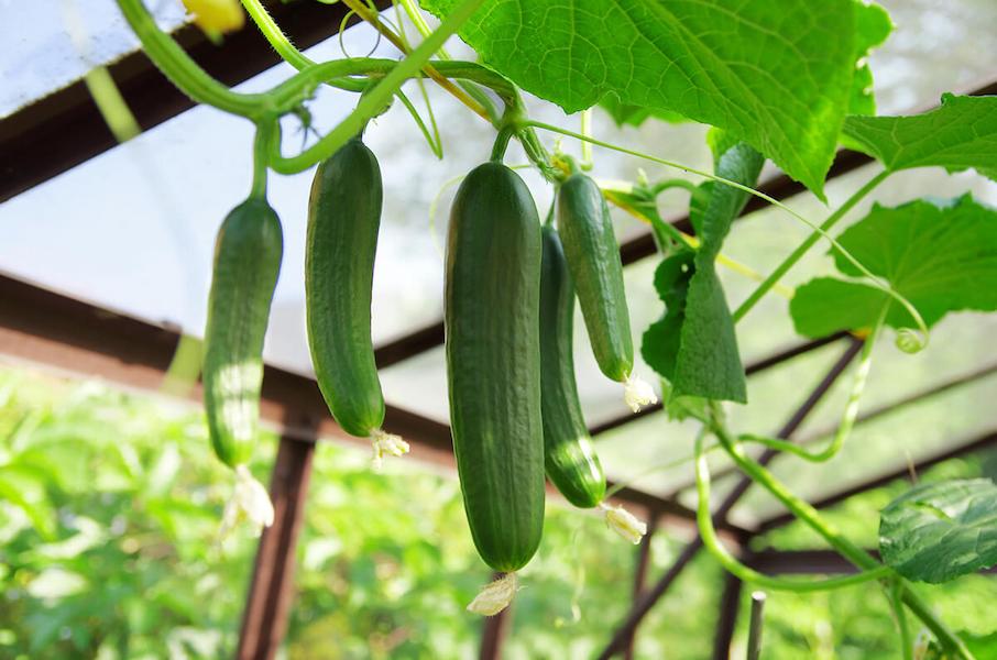 cucumbers-growing-in-greenhouse
