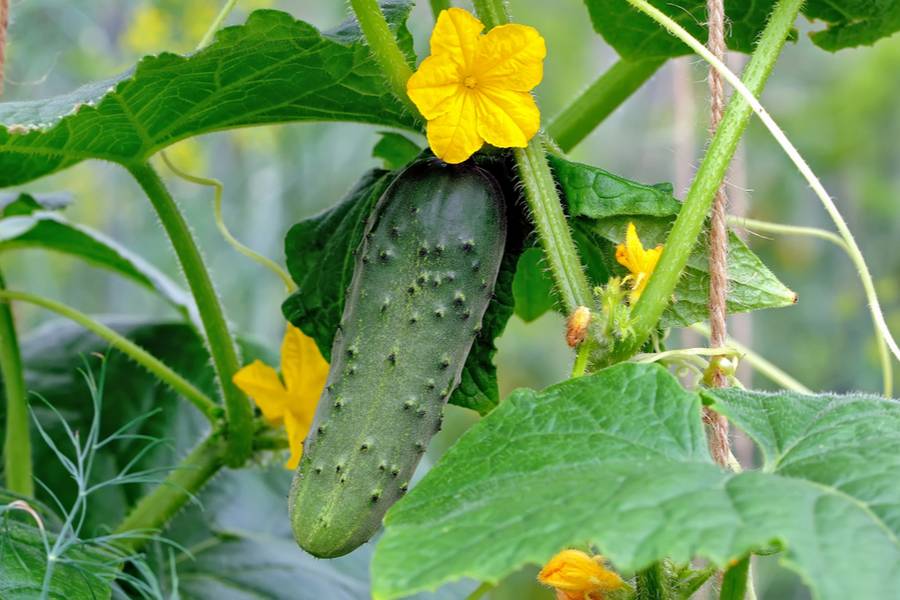 how-to-grow-cucumber-plants
