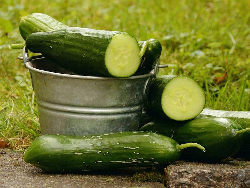 Greenhouse_gardening_how_to_grow_cucumber-1