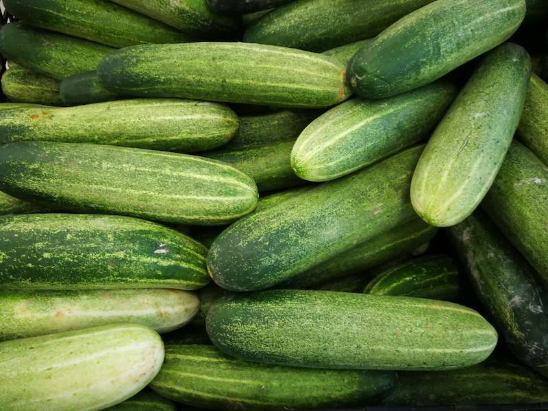 grow-cucumber-in-greenhouse-scaled