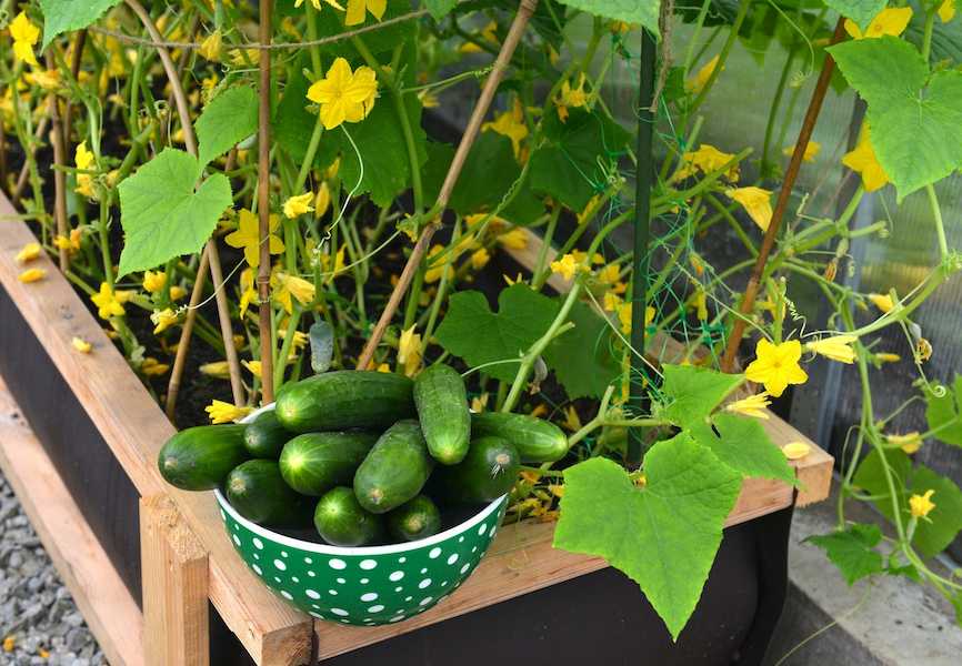 iStock-1298556952-how-to-grow-cucumbers
