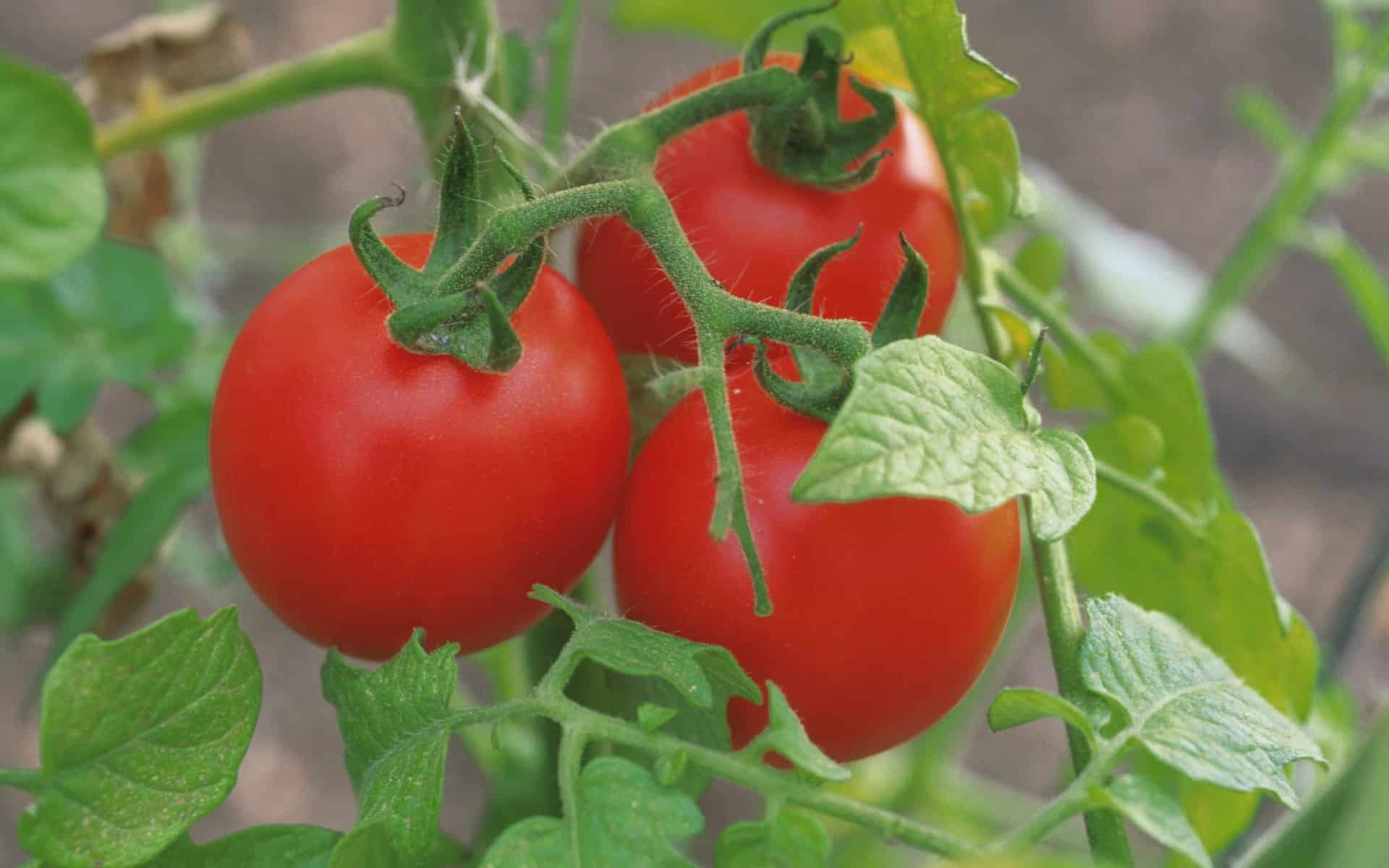 قیمت خرید بذر گوجه فرنگی درشت خوشه ای در استان مشهد