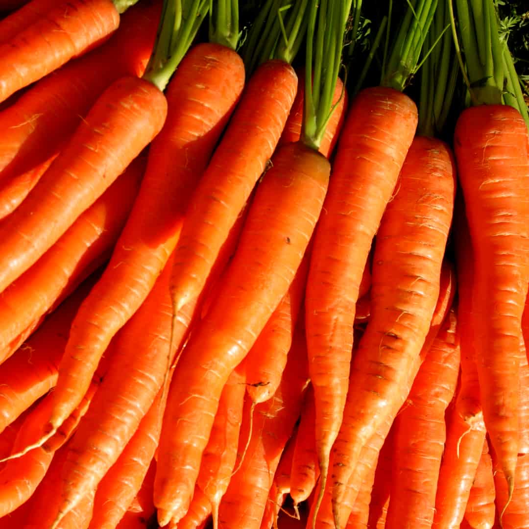carrots-organic-image
