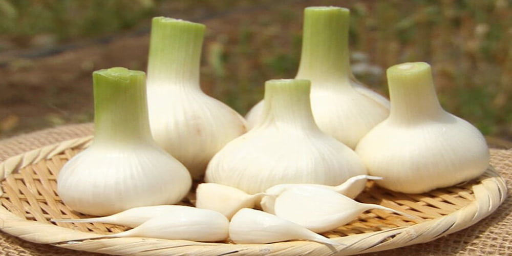 garlic-attribute1