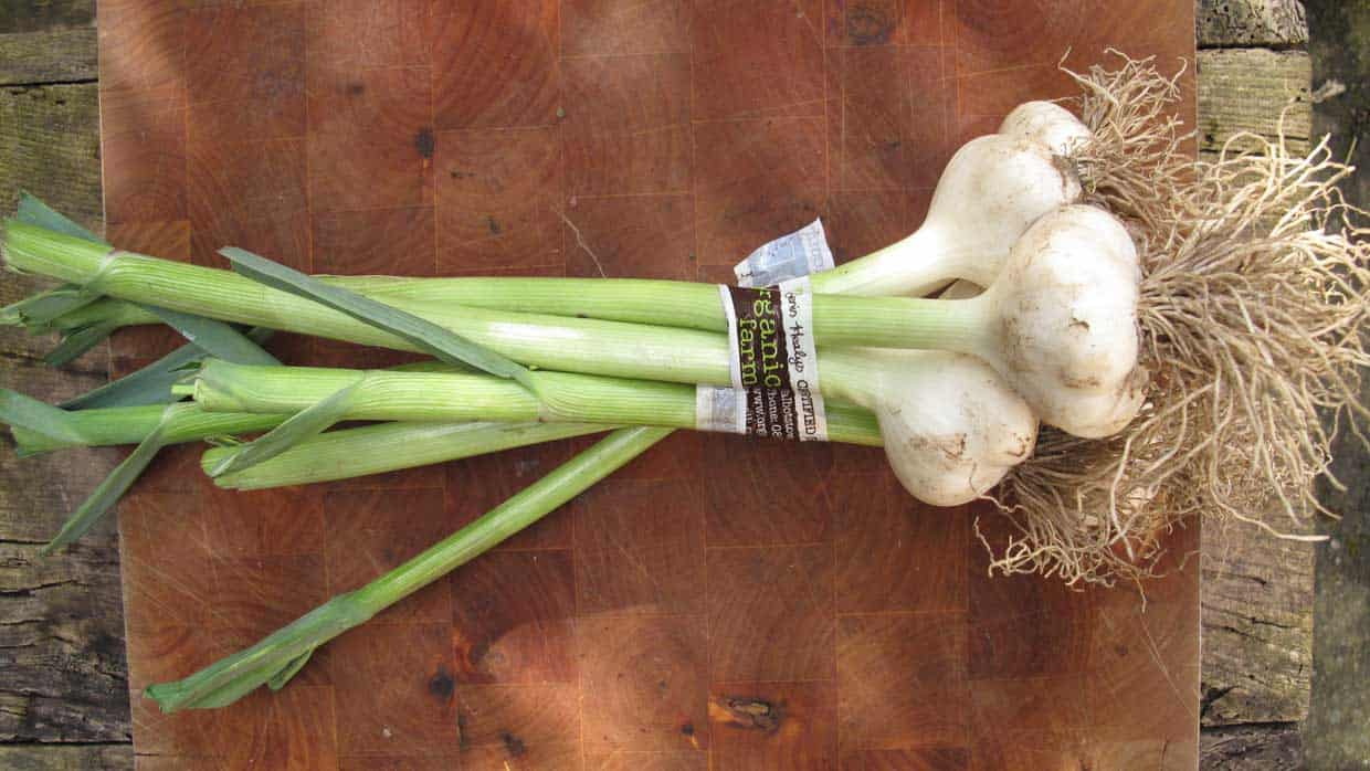 fresh-garlic-www.ehowtodo.ir-8 (1)