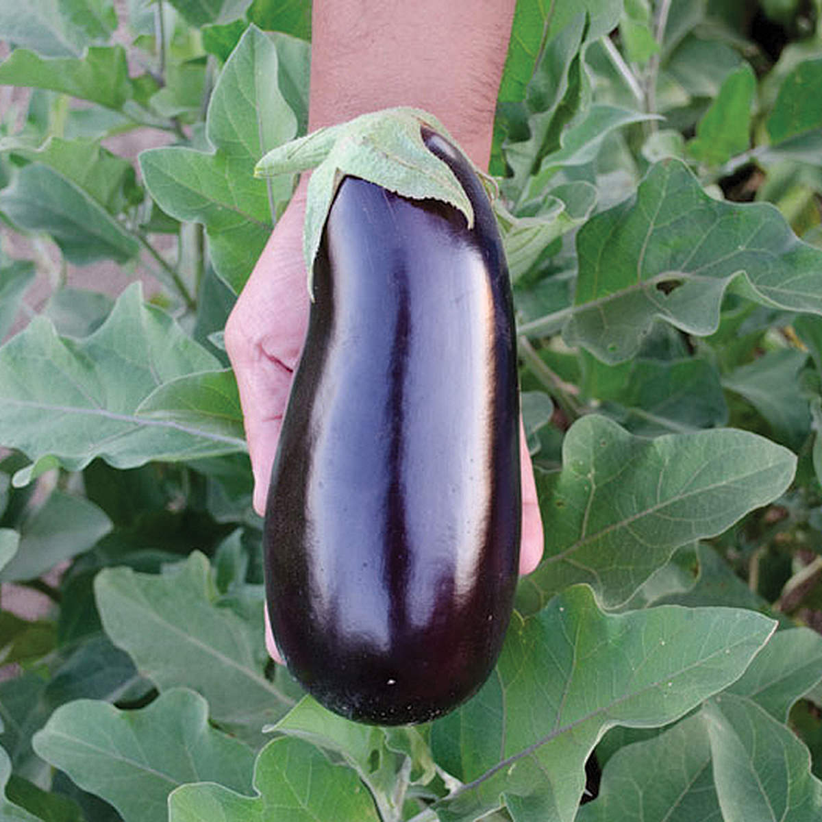 31377-Rhapsody-Eggplant