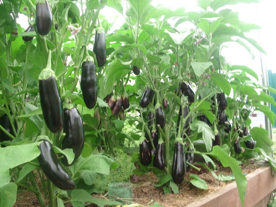 5-eggplants-aubergine-growing-in-wooden-containers-in-the-balcony-garden