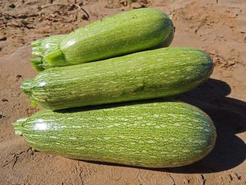 gray-zucchini-organic-summer-squash-seeds-heirloom-open-pollinated-5_e4529fa6-135d-43d7-a2c4-d9e3b2e2d49d_934x700