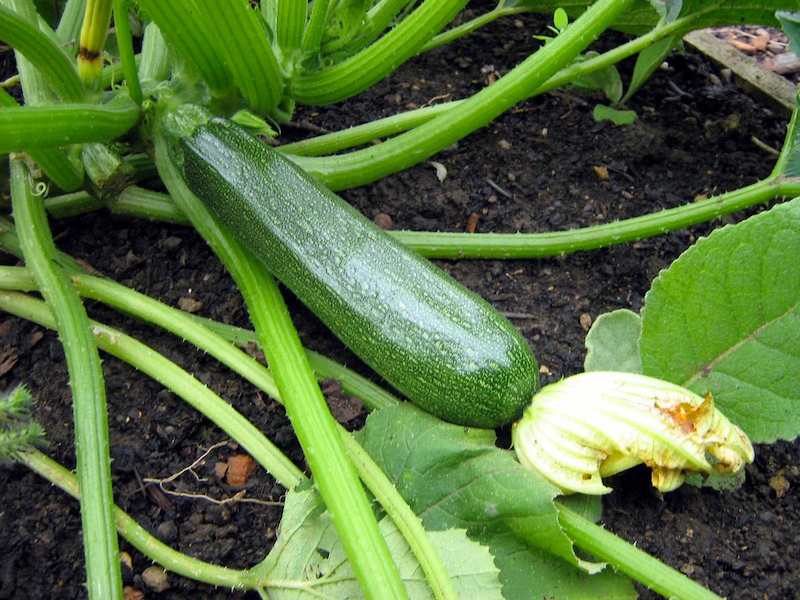 courge-profusion