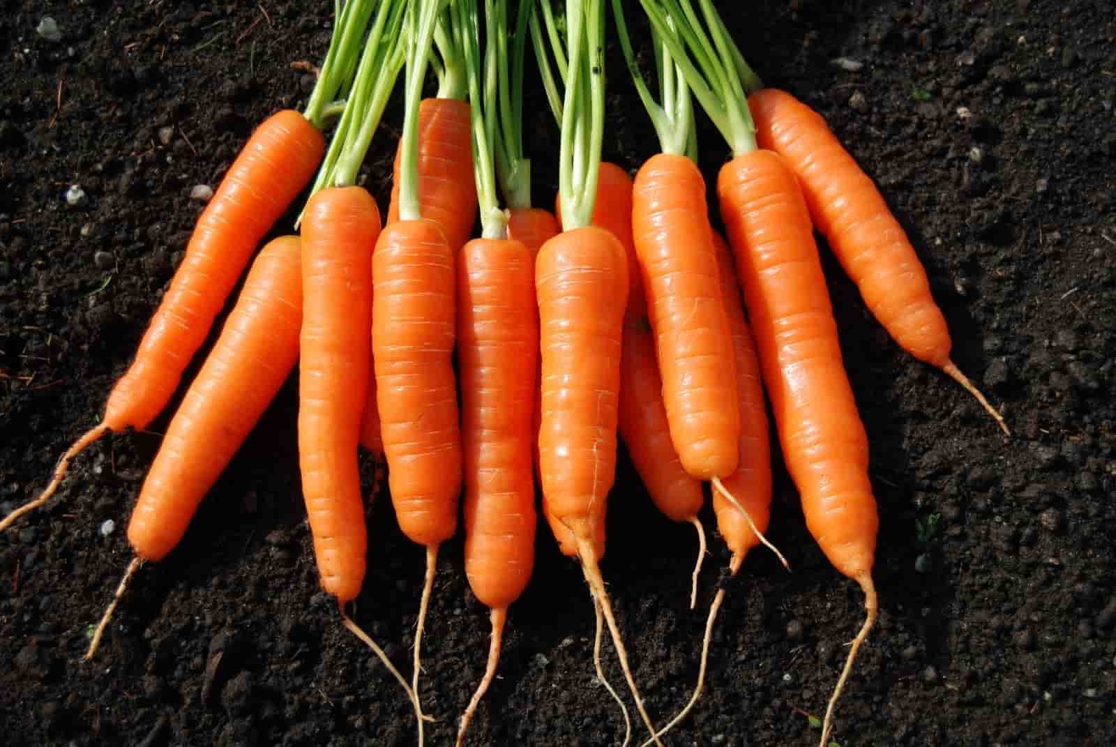 0x0-carrots-could-be-key-to-making-greener-buildings-1540147434424