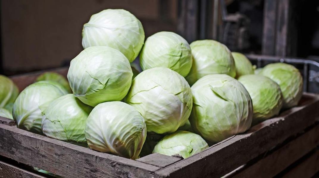 articles.20160315-proper-storage-of-cabbage.00
