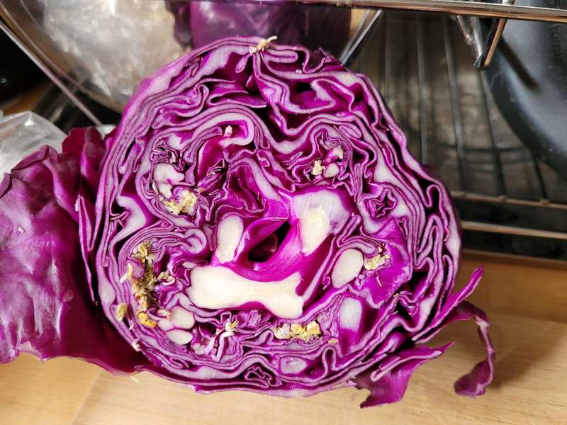 yellow-things-in-red-cabbage-scaled
