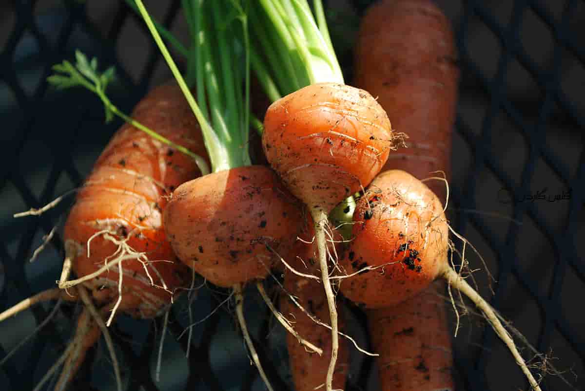 بذر-هویج-گرد-اطلس-هویج-نارنجی-گرد-بیبی-کروت-Baby-Carrot-atlas-carrotگلس-گاردن-4
