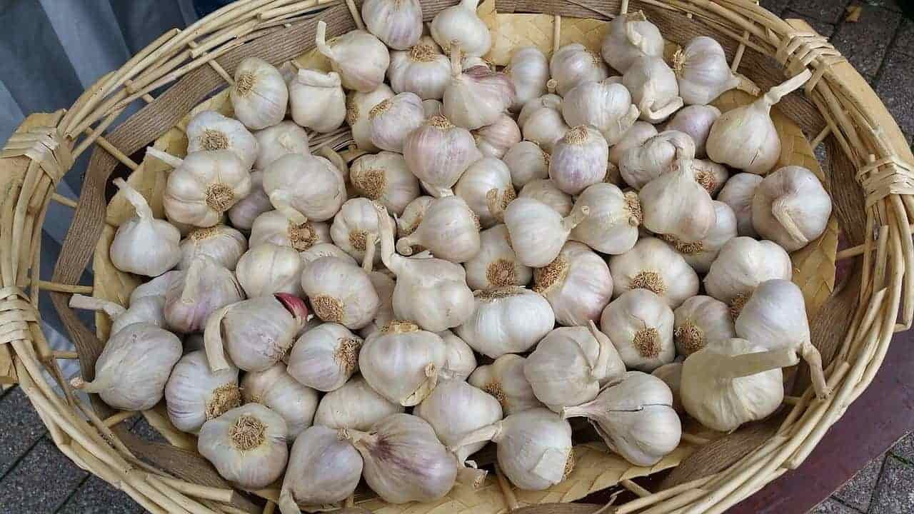 garlic-in-basket