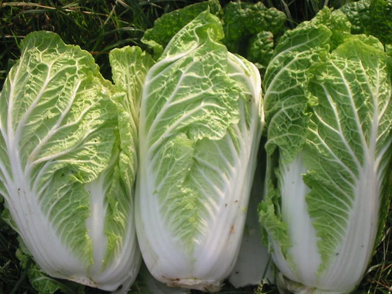 recipes-chinese-cabbage-best-of-301-moved-permanently-of-recipes-chinese-cabbage