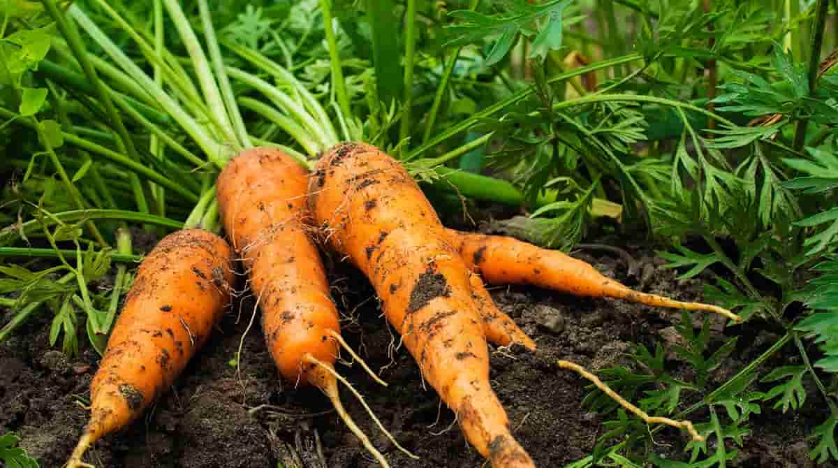 Why-Do-Carrots-Taste-Bitter-h1