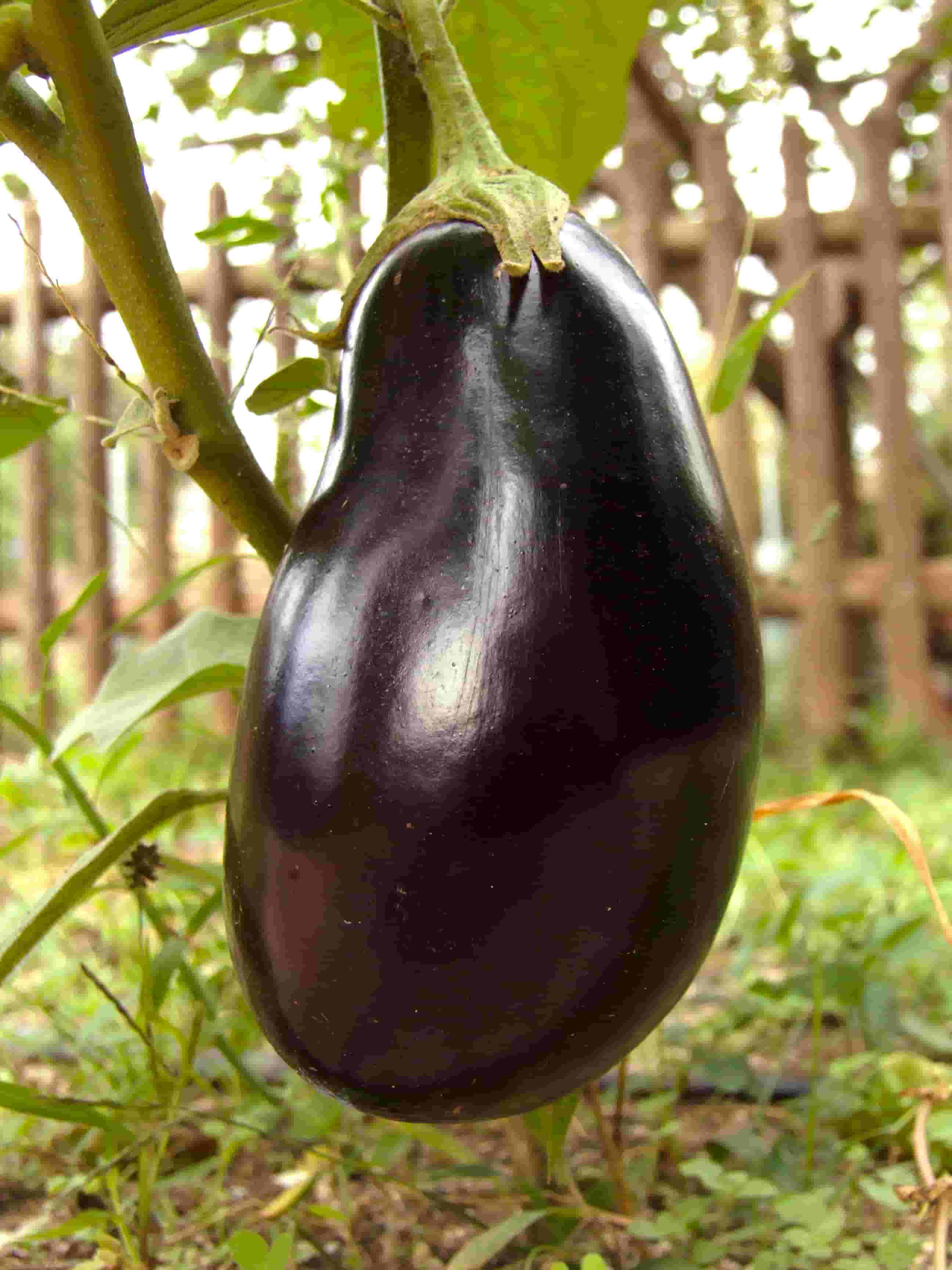 Eggplant-Wallpaper-For-IPhone-Download