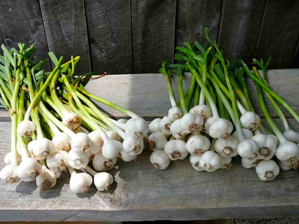 garlic_cc_flickr_f_delventhal_3718521590_9ee426c7dc_b (2)