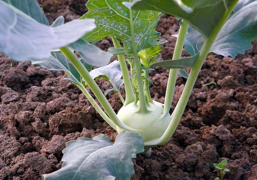 cavolo_rapa_kohlrabi-176849_960_720